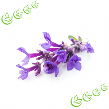 Parfümöl Orris & Sage 3 l